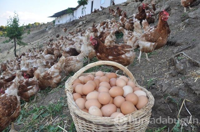Yumurta kabuğunu fırınlayıp yerseniz...