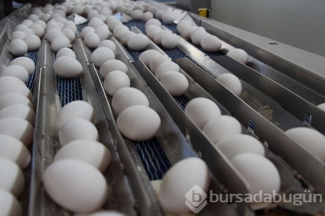 Yumurta kabuğunu fırınlayıp yerseniz...