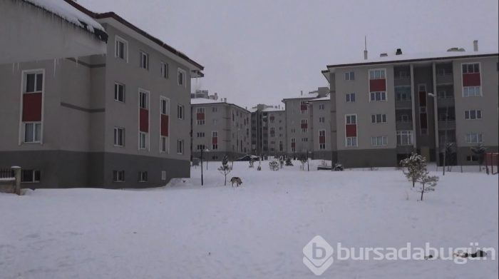 Kurtları korkutmak isterken kendini vurdu