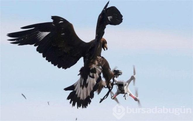 Kartallar izinsiz uçan Drone'ları avlayacak!