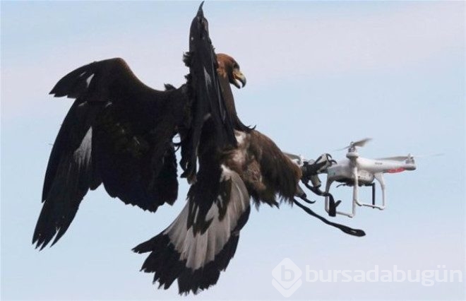 Kartallar izinsiz uçan Drone'ları avlayacak!