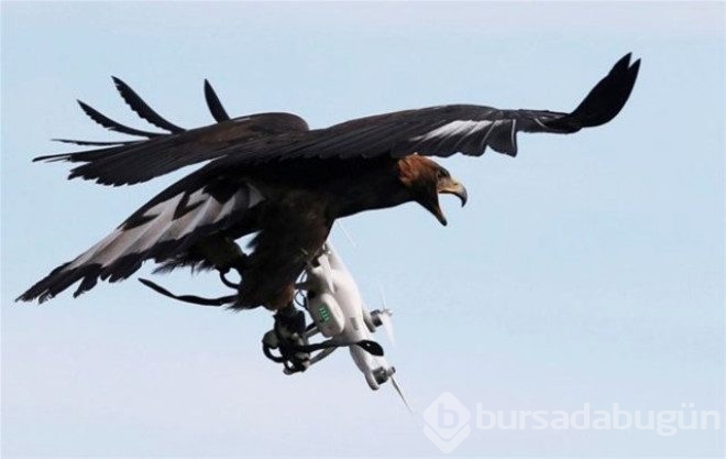 Kartallar izinsiz uçan Drone'ları avlayacak!