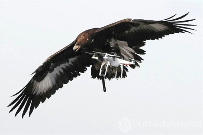 Kartallar izinsiz uçan Drone'ları avlayacak!