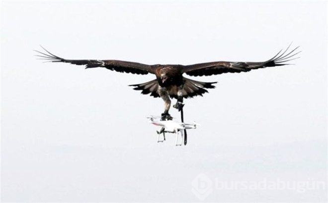 Kartallar izinsiz uçan Drone'ları avlayacak!