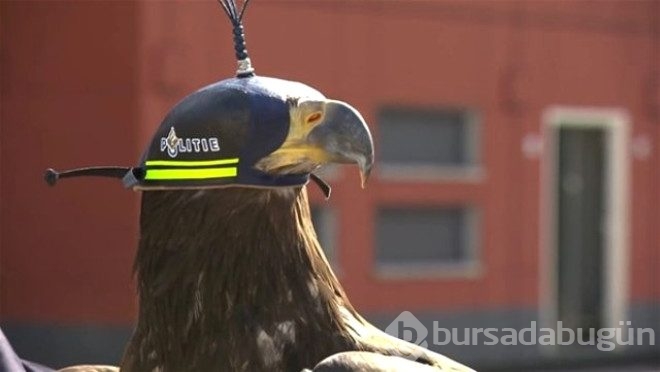 Kartallar izinsiz uçan Drone'ları avlayacak!
