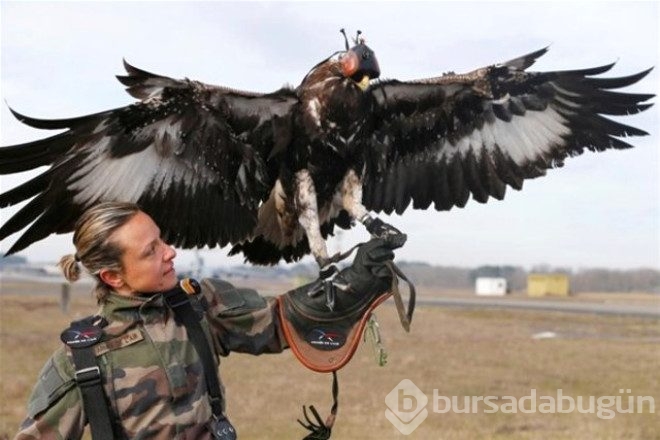 Kartallar izinsiz uçan Drone'ları avlayacak!