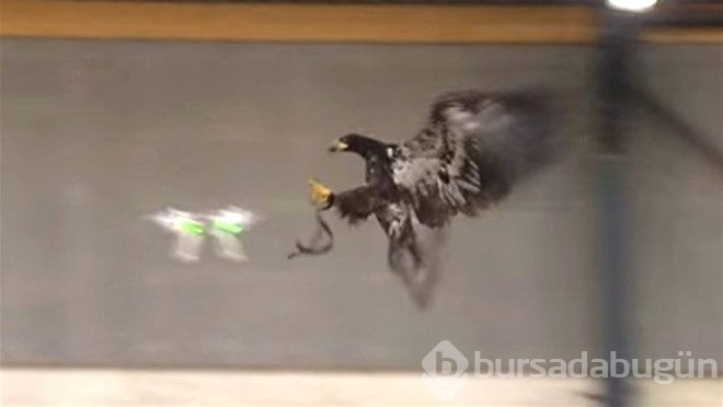 Kartallar izinsiz uçan Drone'ları avlayacak!