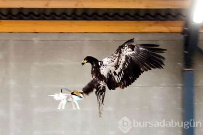 Kartallar izinsiz uçan Drone'ları avlayacak!