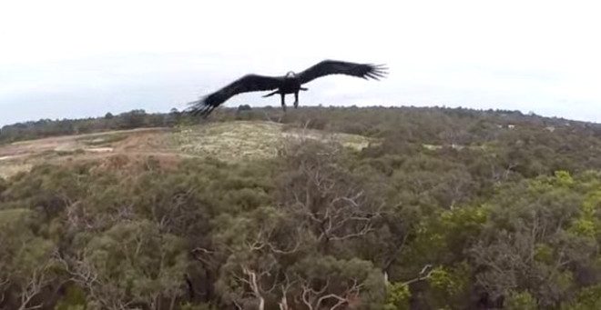Kartallar izinsiz uçan Drone'ları avlayacak!