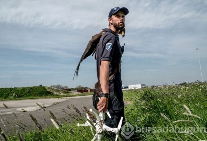 Kartallar izinsiz uçan Drone'ları avlayacak!