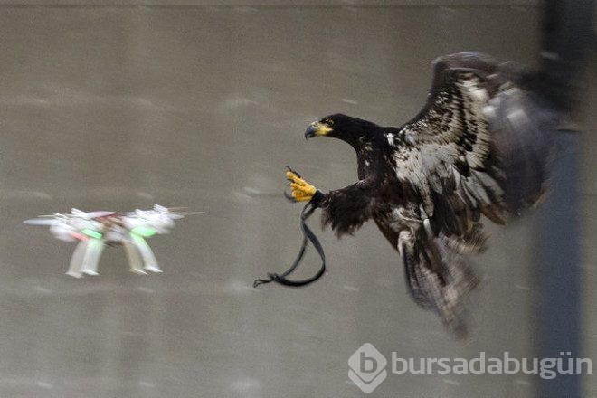 Kartallar izinsiz uçan Drone'ları avlayacak!