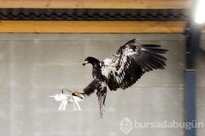 Kartallar izinsiz uçan Drone'ları avlayacak!