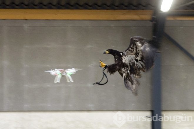 Kartallar izinsiz uçan Drone'ları avlayacak!