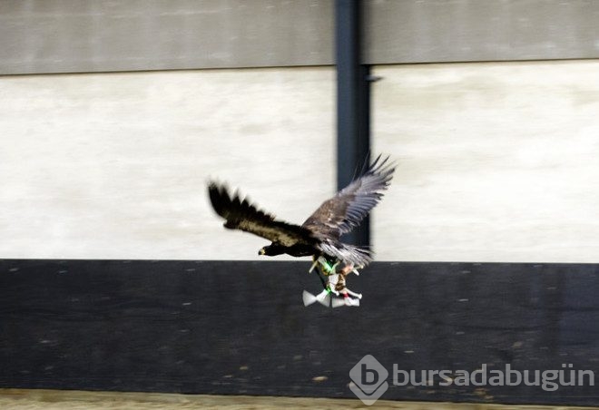 Kartallar izinsiz uçan Drone'ları avlayacak!