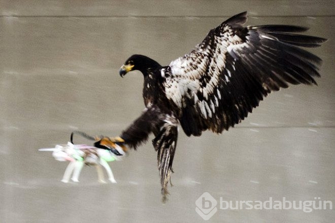 Kartallar izinsiz uçan Drone'ları avlayacak!