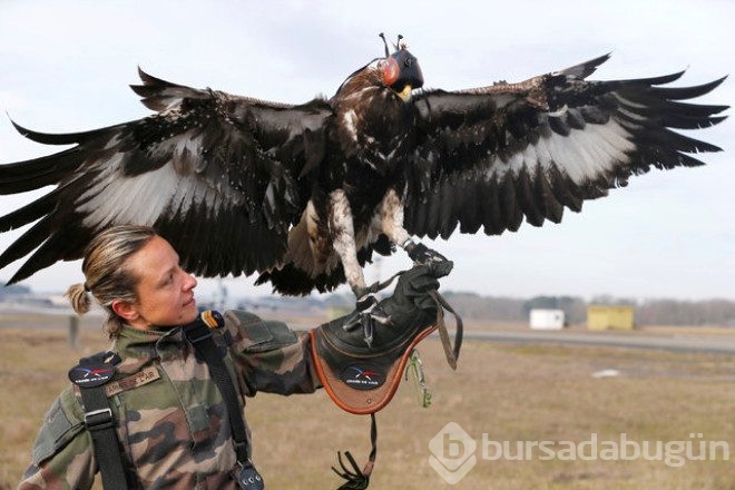 Kartallar izinsiz uçan Drone'ları avlayacak!