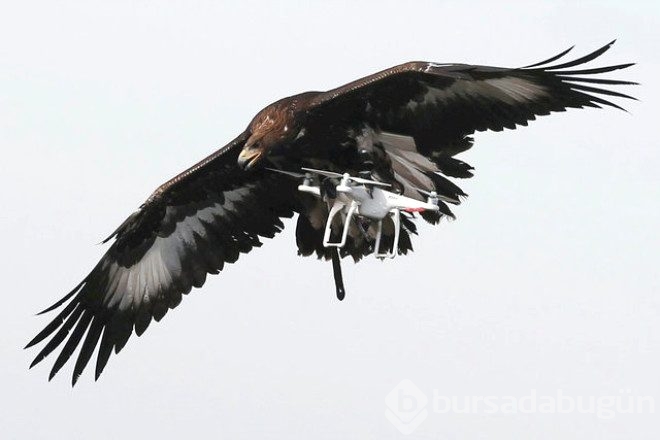 Kartallar izinsiz uçan Drone'ları avlayacak!