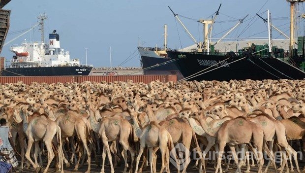 Somali'de halk açlık tehlikesi ile karşı karşıya