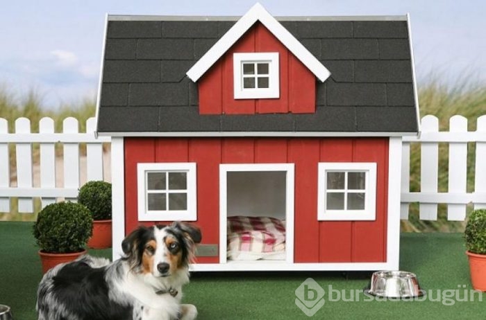 Tasarımlarına hayran kalacağınız köpek kulübeleri