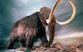 İki yıl içinde mamut yaratılabilir!
