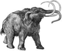 İki yıl içinde mamut yaratılabilir!