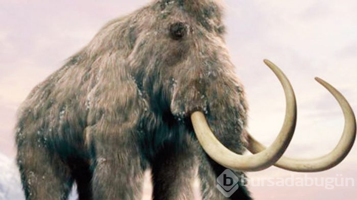 İki yıl içinde mamut yaratılabilir!