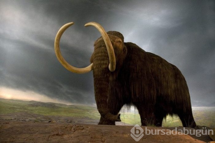 İki yıl içinde mamut yaratılabilir!
