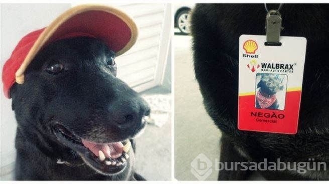 Terk edilmiş köpeği işe aldılar