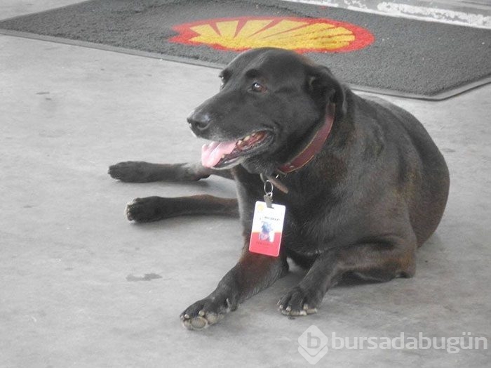 Terk edilmiş köpeği işe aldılar