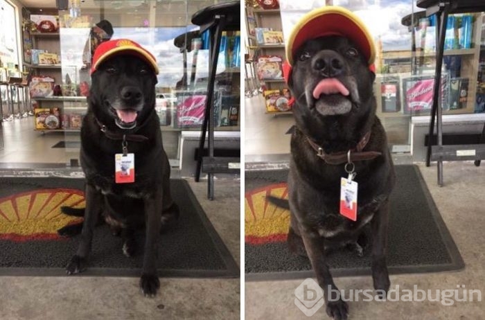 Terk edilmiş köpeği işe aldılar