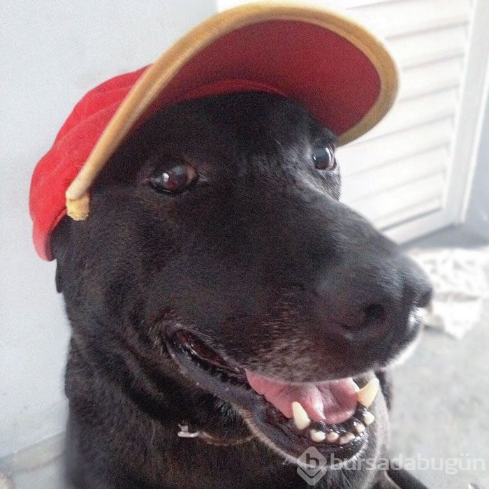 Terk edilmiş köpeği işe aldılar