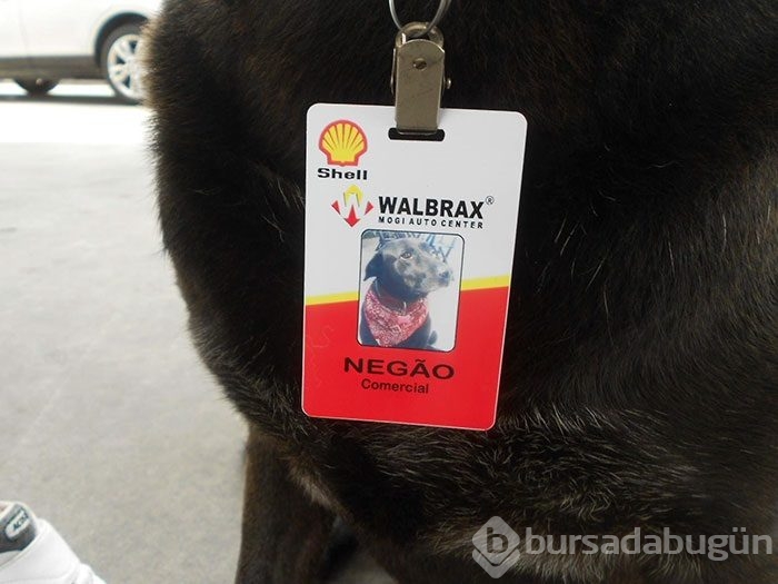 Terk edilmiş köpeği işe aldılar