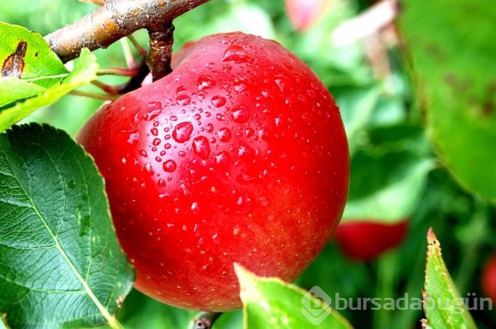 Günde en az 1 elma yiyerek korunabileceğimiz hastalıklar