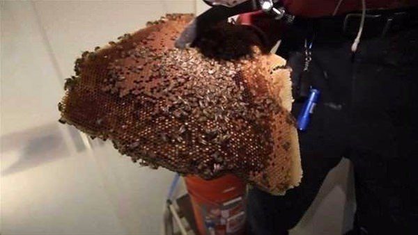 Duvarın içinden çıkanlara çok şaşıracaksınız!