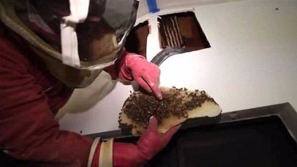 Duvarın içinden çıkanlara çok şaşıracaksınız!