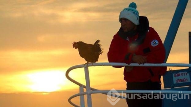 Sörf yapan tavuğuyla dünyayı dolaşıyor