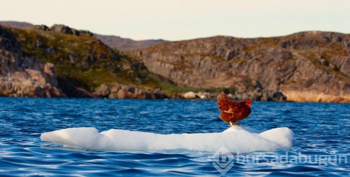 Sörf yapan tavuğuyla dünyayı dolaşıyor