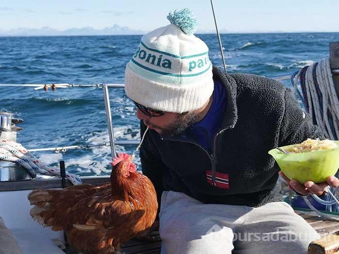 Sörf yapan tavuğuyla dünyayı dolaşıyor