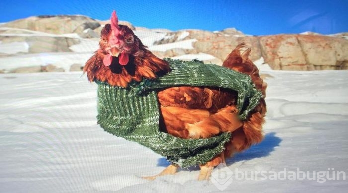Sörf yapan tavuğuyla dünyayı dolaşıyor