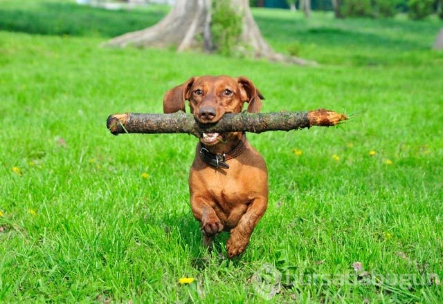 Köpeklerin hareketleri ve anlamları