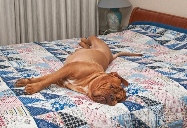 Köpeklerin hareketleri ve anlamları