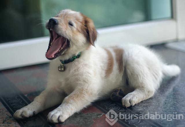 Köpeklerin hareketleri ve anlamları