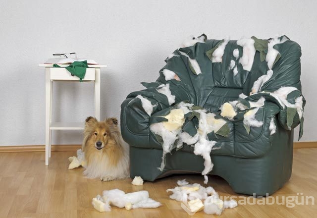 Köpeklerin hareketleri ve anlamları