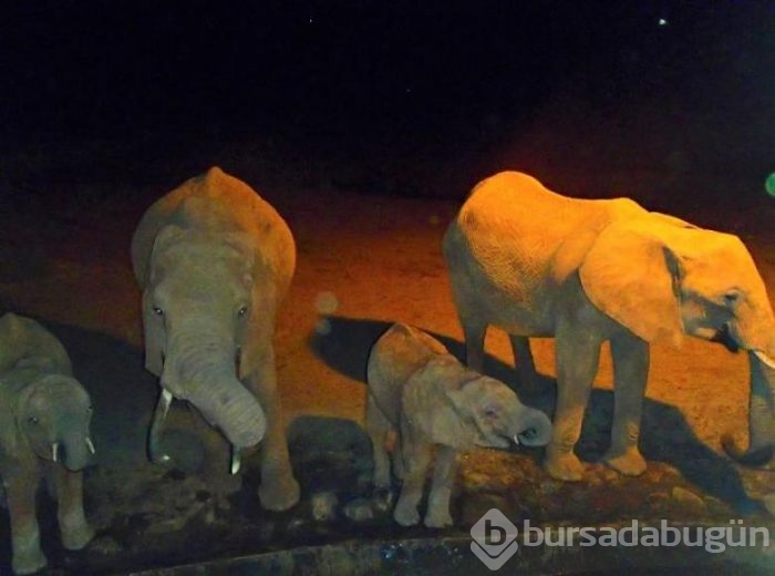 Kenya'da susuz hayvanlara su taşıyor işçi gözleri dolduruyor...