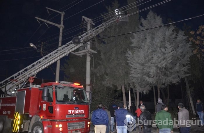 Şehrin elektriğini kestiler, kediyi kurtardılar