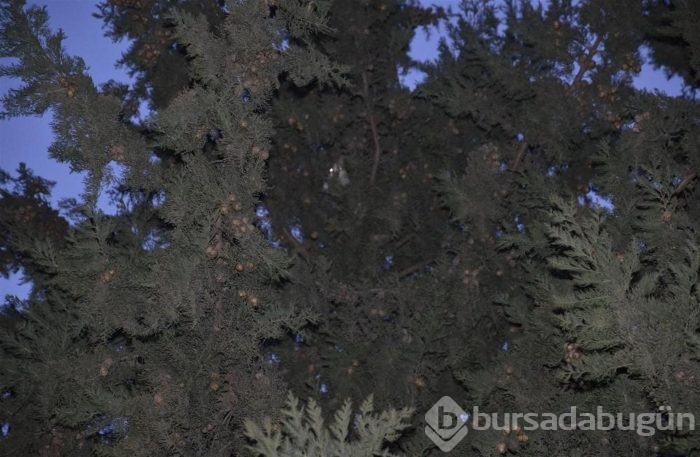 Şehrin elektriğini kestiler, kediyi kurtardılar