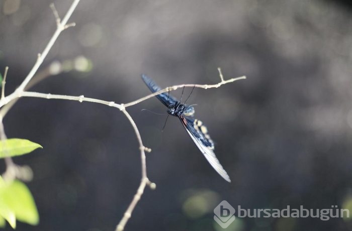Bu kelebek çift cinsiyetli!