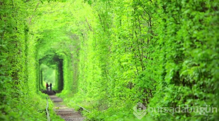 Dünyadaki en romantik 10 doğal tünel