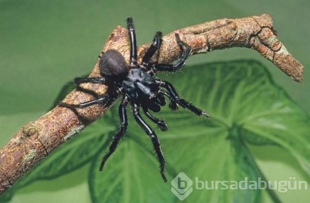 Örümceğin ısırdığı çocuk 12 şişe panzehirle kurtarıldı