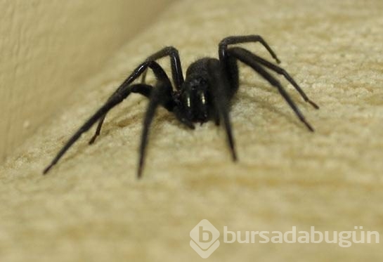 Örümceğin ısırdığı çocuk 12 şişe panzehirle kurtarıldı